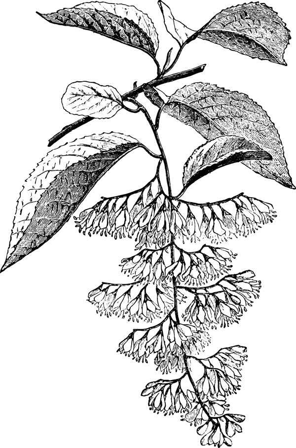 线描植物