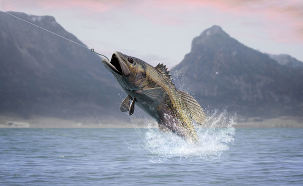 釣魚特寫