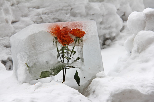 高清冰冻花卉图片