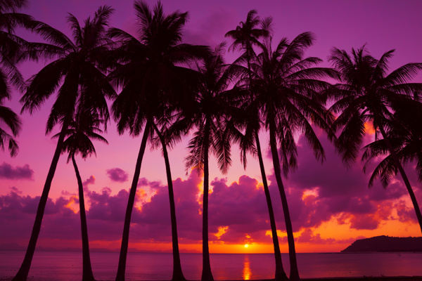 一排美丽的椰子树图片