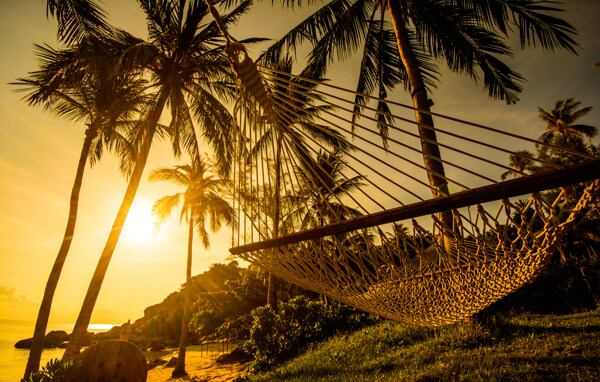 椰树上的吊床景色