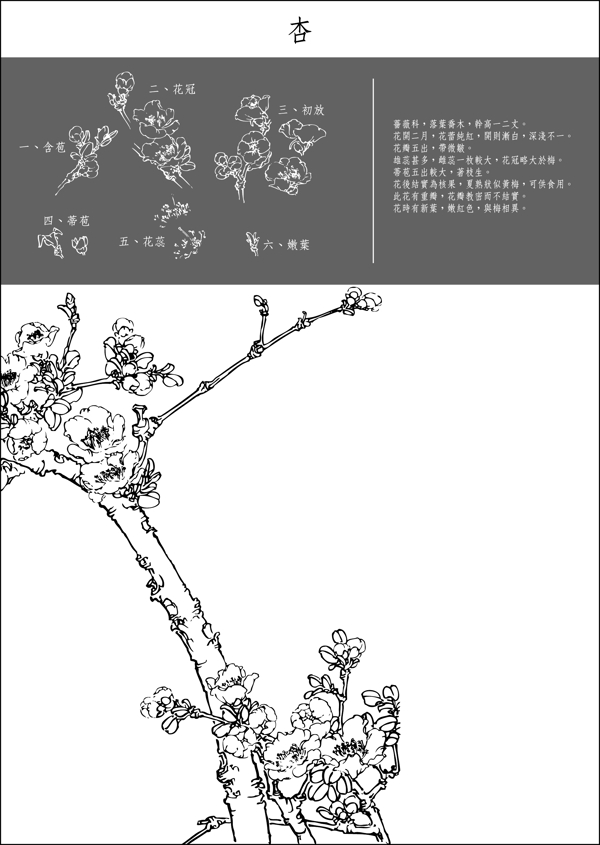 杏圖片