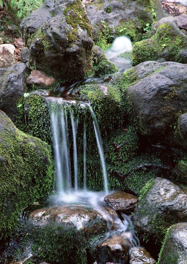 樹植物水風(fēng)景
