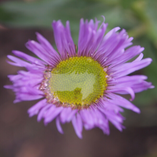 位圖植物攝影寫(xiě)實(shí)花卉花朵菊花免費(fèi)素材