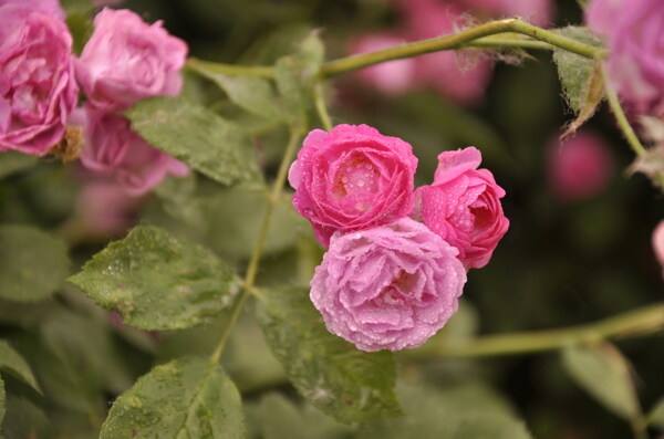 薔薇圖片