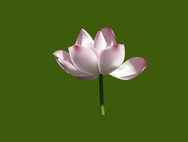 荷花圖片