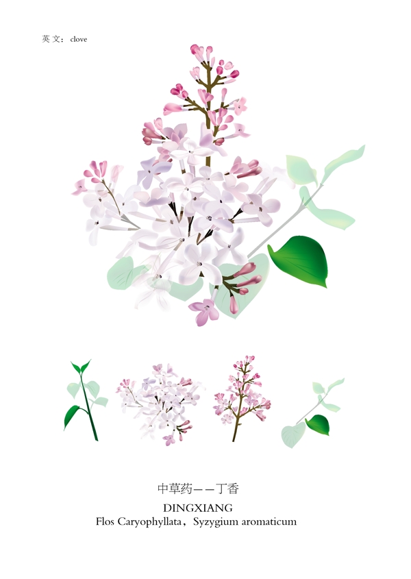 中草藥丁香