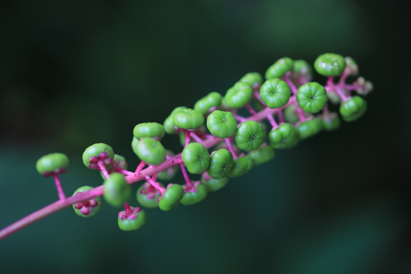 草本植物商路