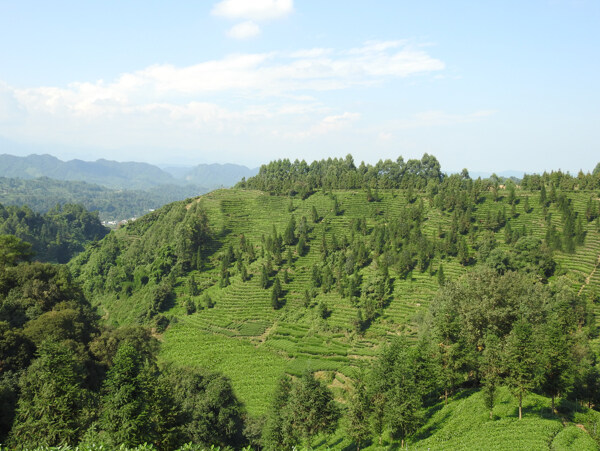 茶山