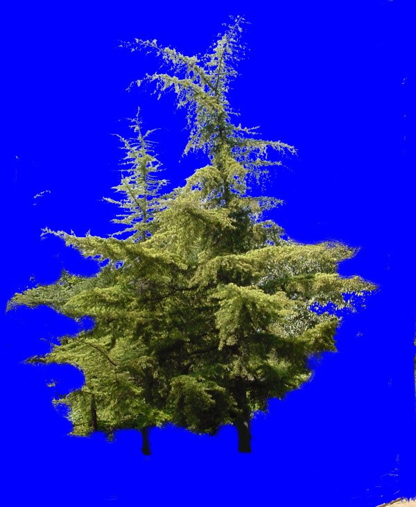 植物貼圖素材JPG1051