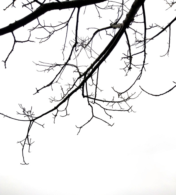 树枝剪影枝桠枯枝冬天