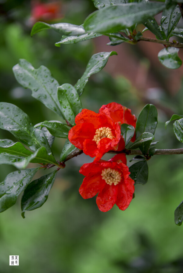 石榴花