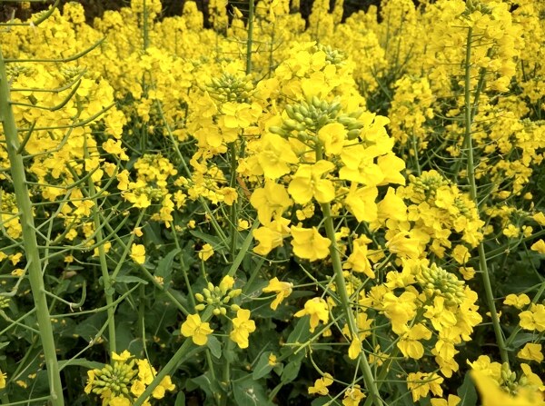 油菜花油菜花綠色