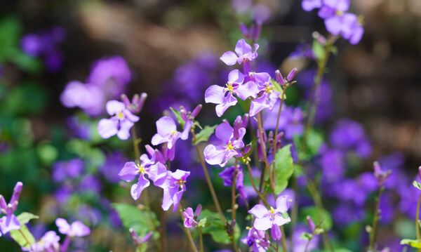 紫色兰花摄影图片