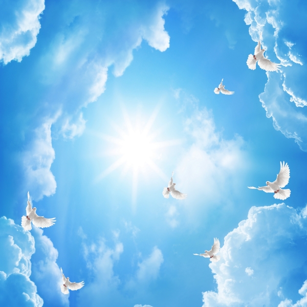天空鴿子背景