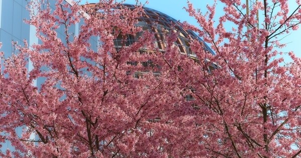 粉色花朵植物树枝背景图片
