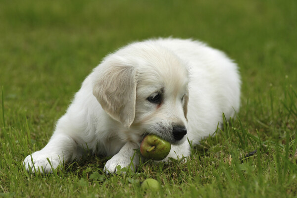 草地上吃水果的狗图片