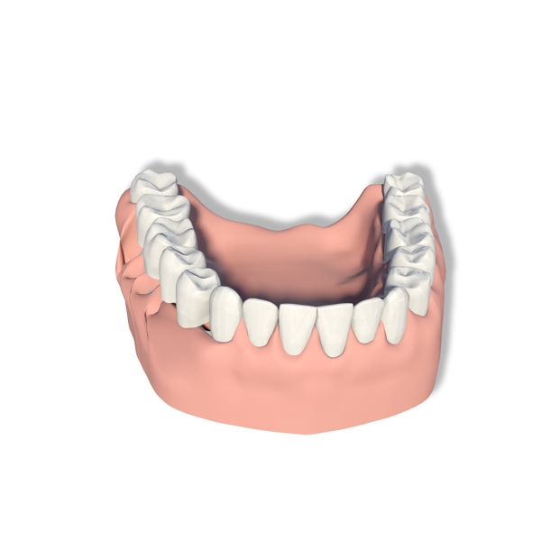 牙科医生牙齿模型