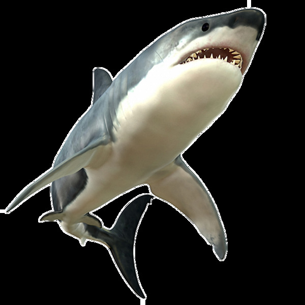 露齿凶猛鲨鱼免抠png透明素材