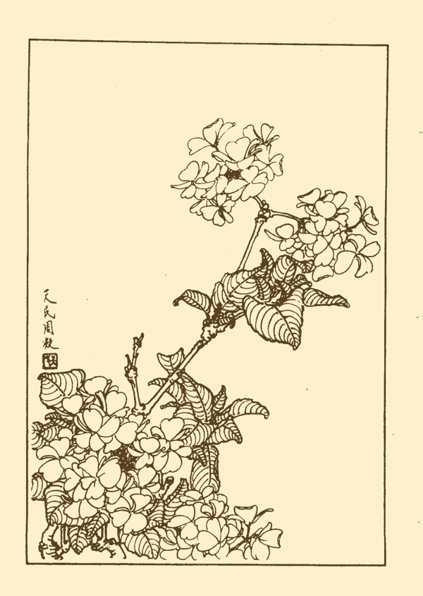 繡球圖片