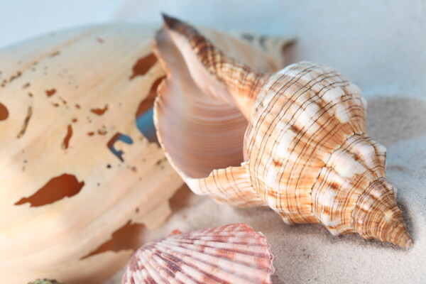 躺着的海螺贝壳