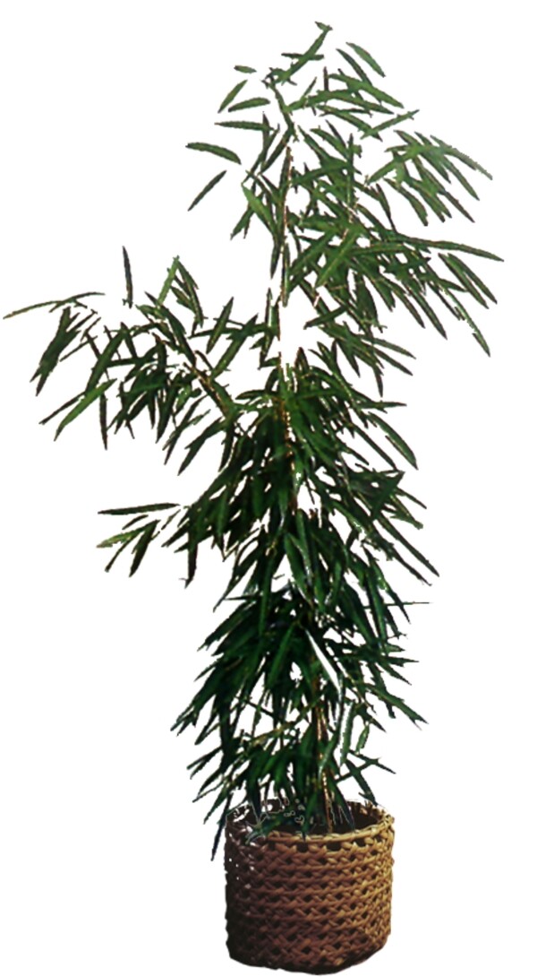 室內(nèi)植物057