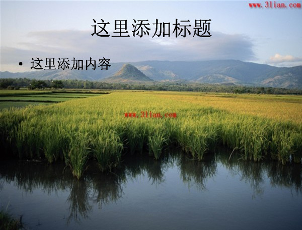 稻田風(fēng)光