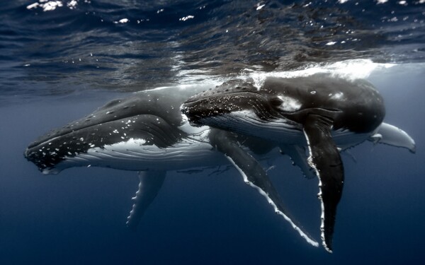 座头鲸家庭图片