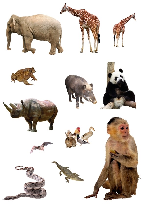 動物