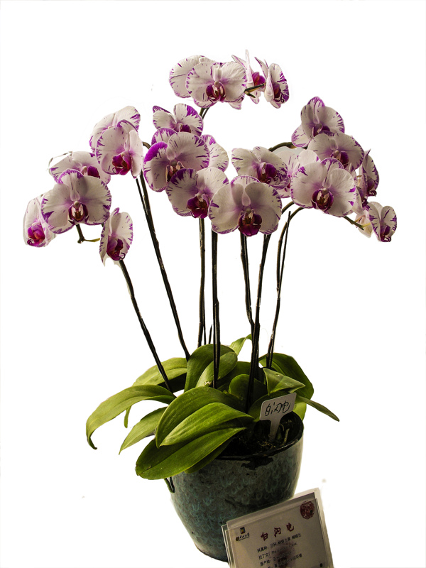 蘭花圖片