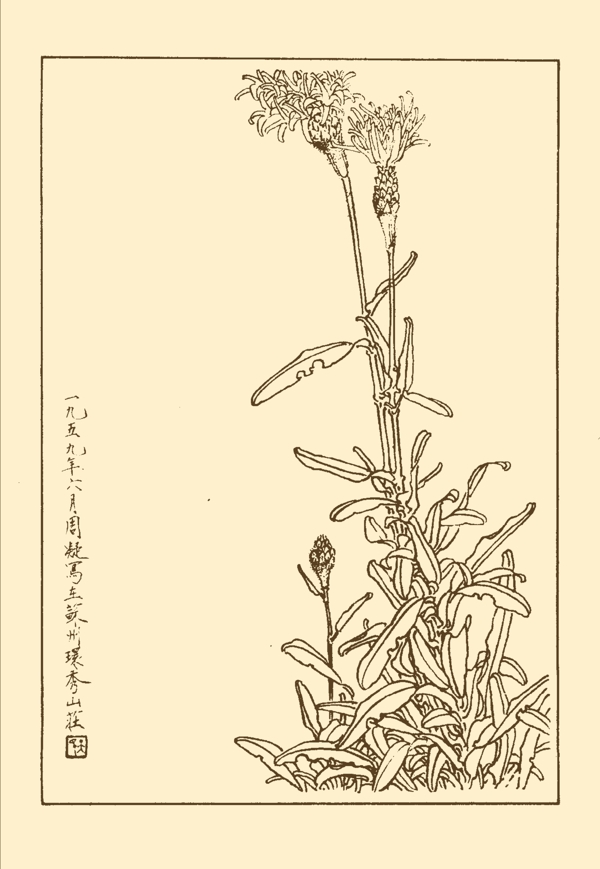 矢車(chē)菊?qǐng)D片