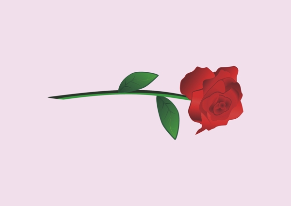 玫瑰花