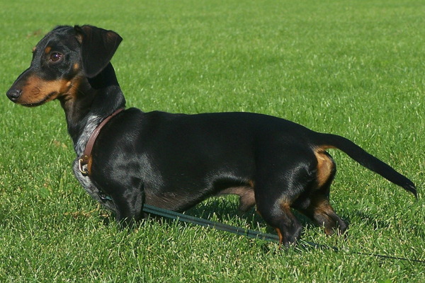 黑色腊肠犬图片