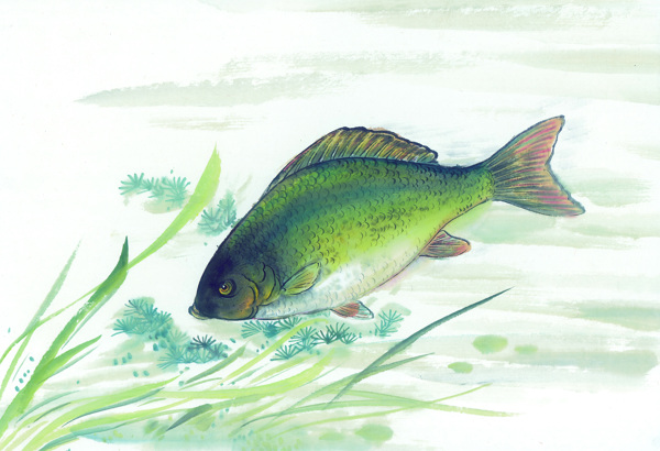 古圖繪畫(huà)動(dòng)物魚(yú)類(lèi)生物