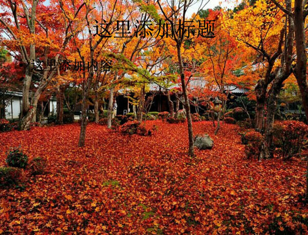红叶之美京都圆光寺的秋色落叶风景25