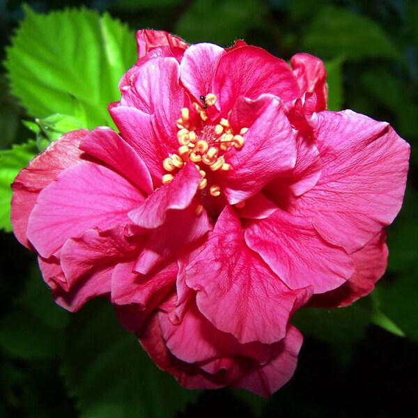 位圖植物攝影寫實(shí)花卉花朵數(shù)碼照片免費(fèi)素材