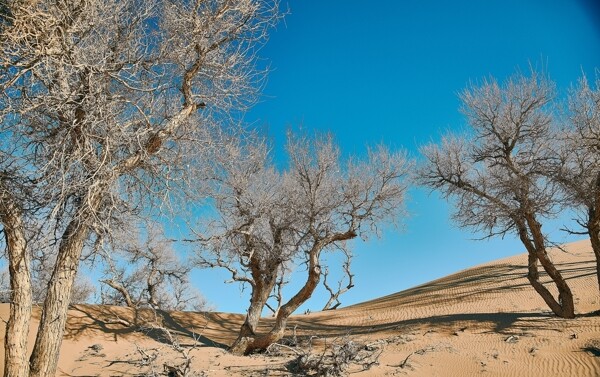 茫茫沙漠里的胡杨图片