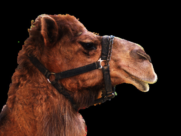 骆驼头部图片免抠png透明图层素材