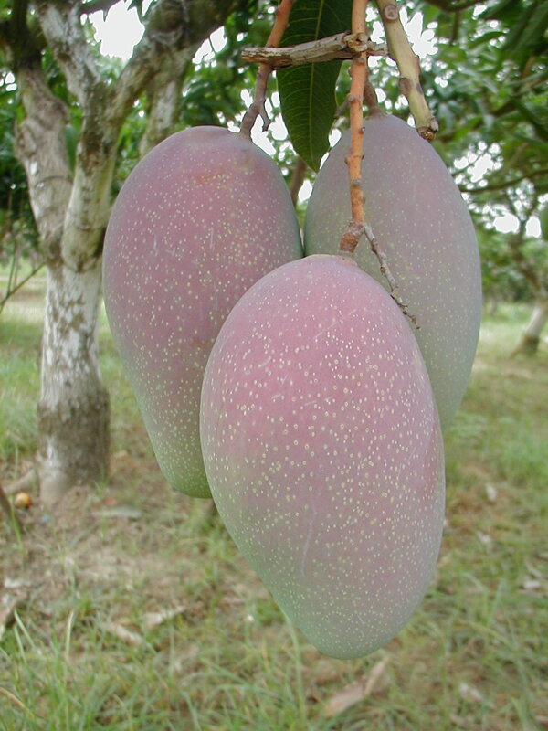 芒果圖片