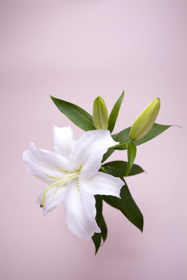 百合花圖片