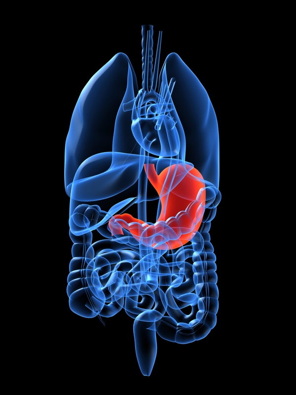 技科感光谱人体器官胃部刨面图图片