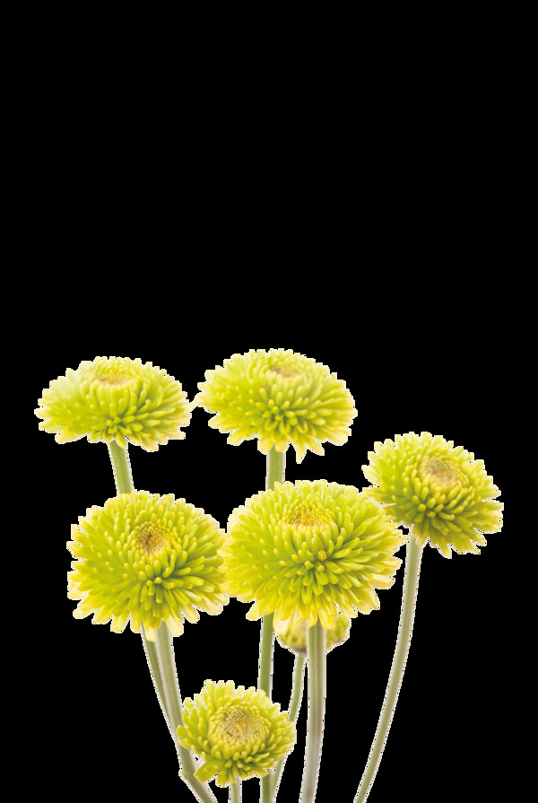 黄色太阳花向日葵鲜花免扣PNG花朵素材
