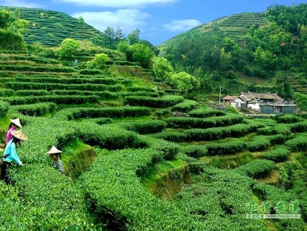 茶園圖片