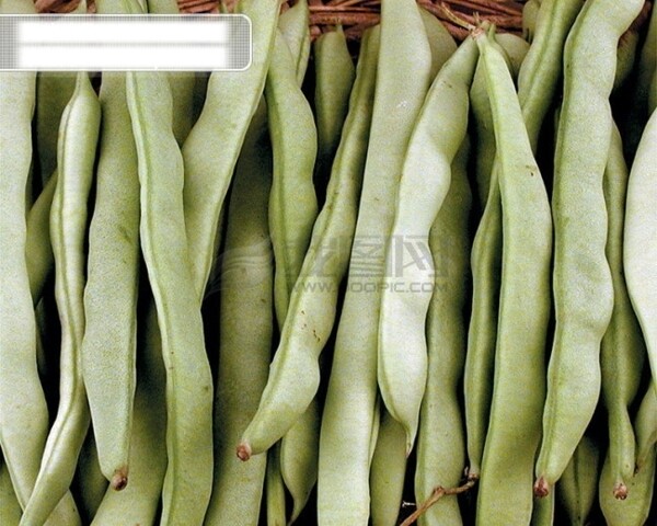 扁豆