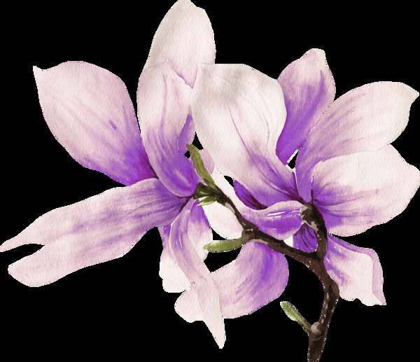手绘紫色木兰花PNG透明素材