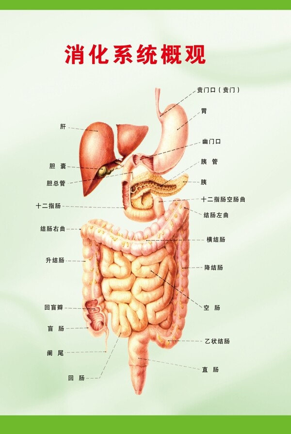 胃肠展板图片
