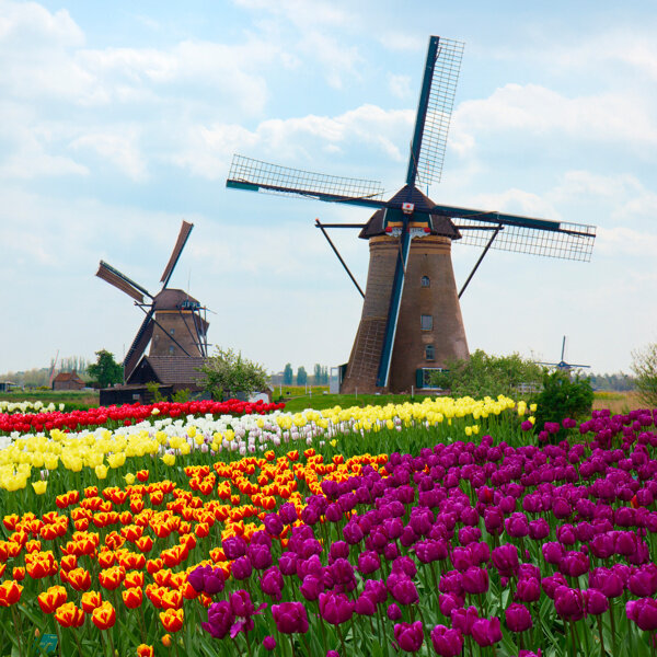 荷兰风车郁金香风景