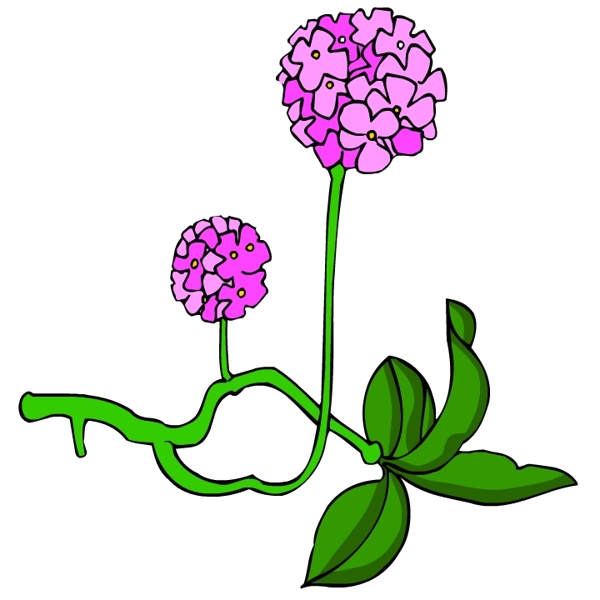 花卉古典插畫
