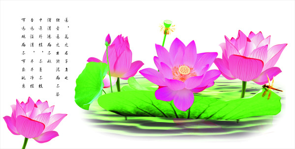 荷花圖片