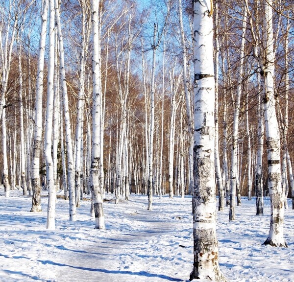 白樺林雪景圖片